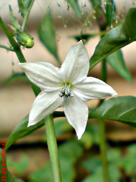 Bunga Cabe Rawit Capsicum frutescens L 